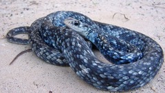 Coluber constrictor anthicus