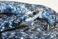 Coluber constrictor anthicus