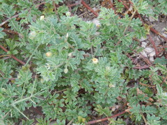 Kallstroemia hirsutissima