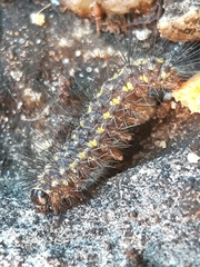 Setina