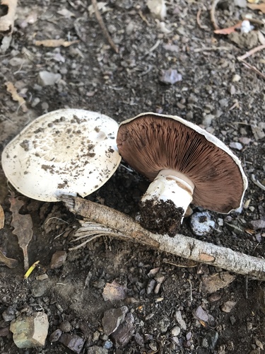 Pavement Mushroom