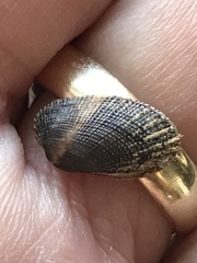 Barbatia domingensis
