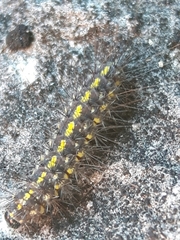 Setina