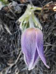 Pulsatilla montana