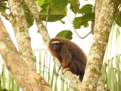 Plecturocebus ornatus