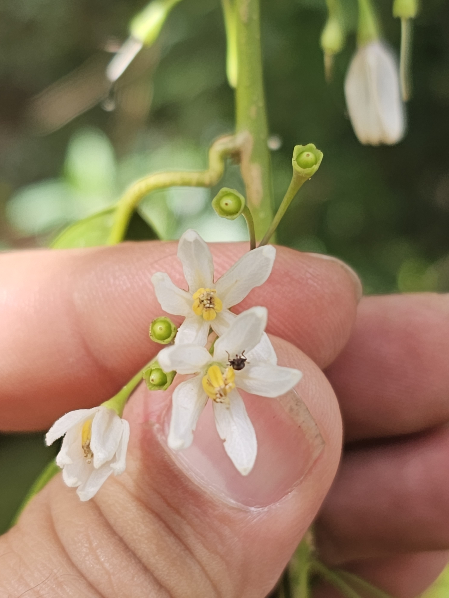 Solanum inodorum