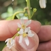 Solanum inodorum - Photo (c) Gustavo Magnago, some rights reserved (CC BY-NC), uploaded by Gustavo Magnago