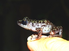 Eleutherodactylus leprus