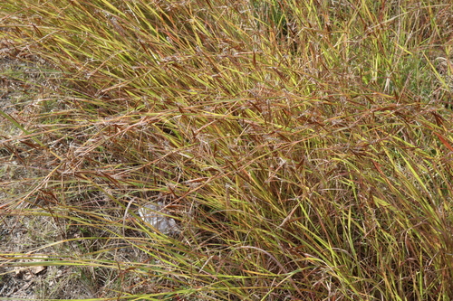 Image of Hyparrhenia rufa by (c) Thomas Mesaglio, some rights reserved (CC BY)