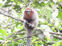 Plecturocebus ornatus