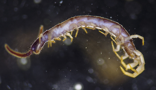 Nampabius fungiferopes
