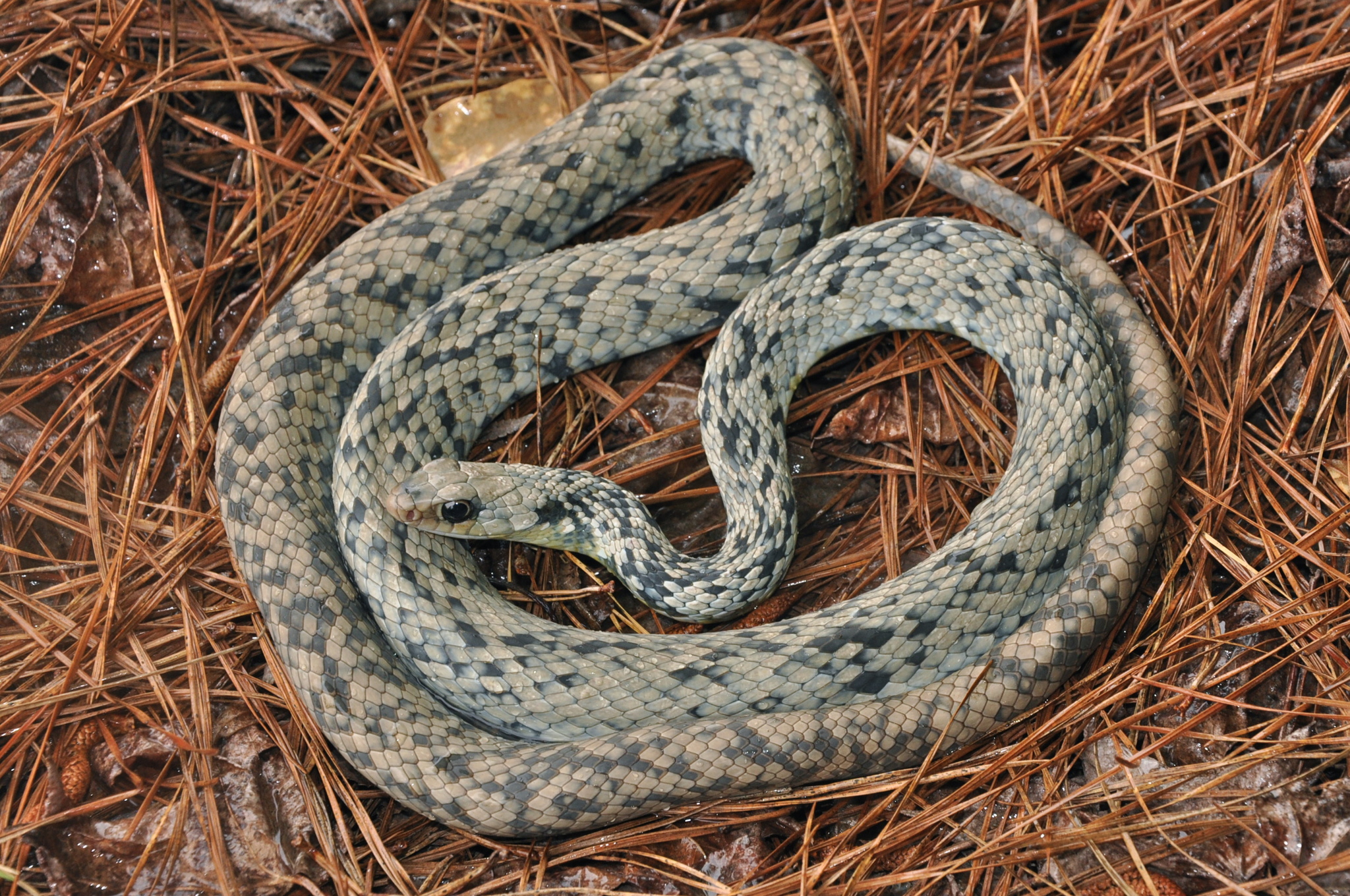 Corredora-azul (subespécie Coluber constrictor foxii) · BioDiversity4All