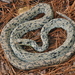 Culebra Chirrionera Constrictora - Photo (c) johnwilliams, algunos derechos reservados (CC BY-NC), subido por johnwilliams
