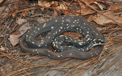 Coluber constrictor anthicus