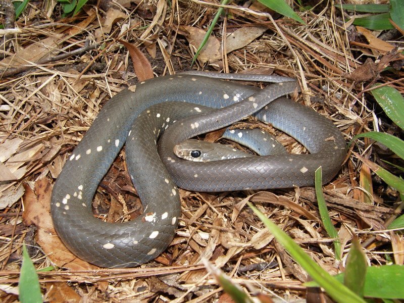 Corredora-azul (subespécie Coluber constrictor foxii) · BioDiversity4All