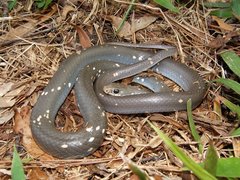 Coluber constrictor anthicus