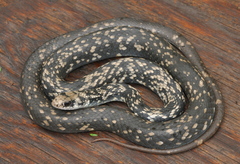 Coluber constrictor anthicus