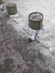 Columba livia domestica
