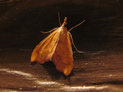 Deana hybreasalis