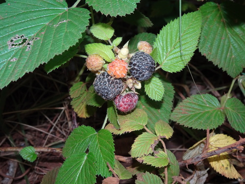 Ceylon Raspberry