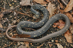 Coluber constrictor anthicus