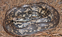 Coluber constrictor anthicus
