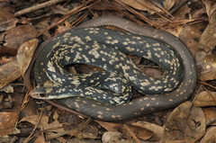 Coluber constrictor anthicus