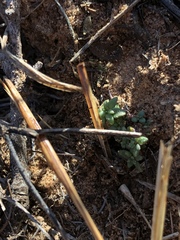 Nuttallanthus texanus