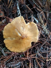 Caulorhiza umbonata image