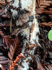 Caulorhiza umbonata image
