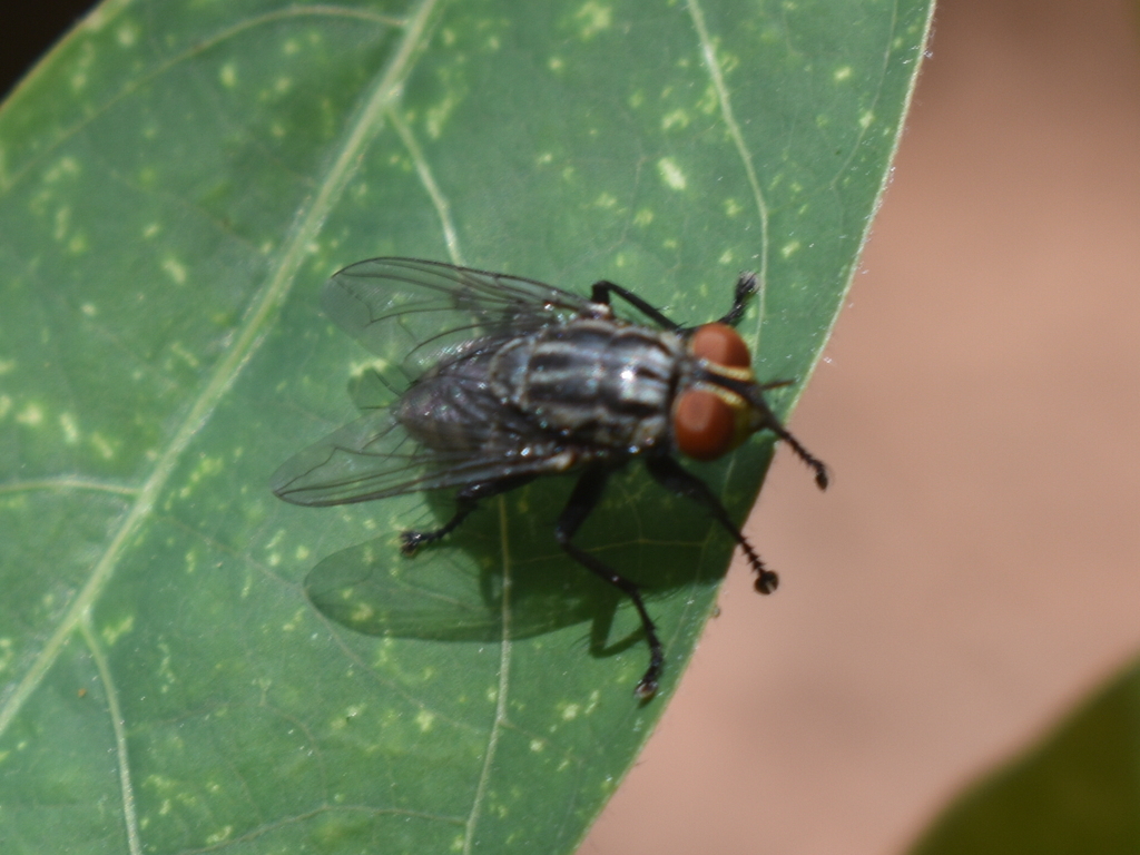 Common Flesh Flies From Nueva Granada Galeras Sucre Colombia On June seat-map-aer-lingus-airbus-a330-300-seatmaestro-58-off