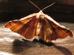 Morova subfasciata