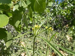 Sisymbrium orientale