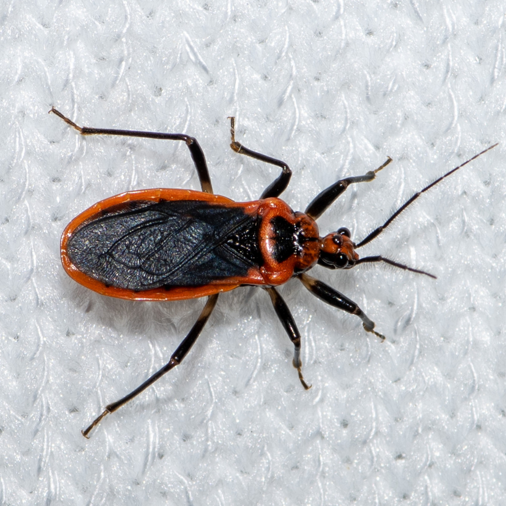 Scarlet-bordered Assassin Bug from Cooter's Bog, Vernon Parish, LA, USA ...