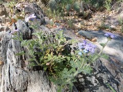 Glandularia gooddingii