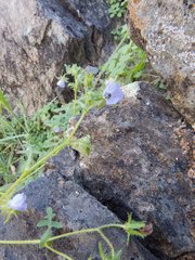 Pholistoma auritum arizonicum