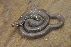 Coluber constrictor anthicus