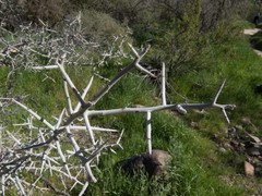 Sarcomphalus obtusifolius canescens