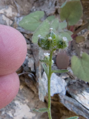 Cryptantha pterocarya