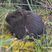 Kapybarat - Photo (c) jorgebrito, osa oikeuksista pidätetään (CC BY-NC), lähettänyt jorgebrito