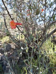 Penstemon subulatus