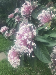 Clerodendrum quadriloculare
