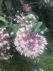 Clerodendrum quadriloculare