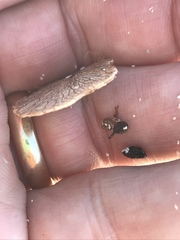 Dalbergia ecastaphyllum