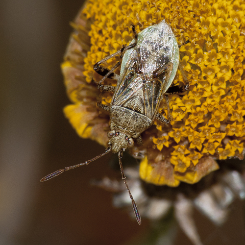 banded rhopalid, photo 3 of 10