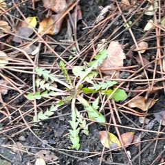 Taraxacum officinale