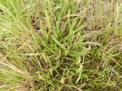 Plantago maritima juncoides