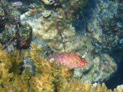 Image of Cirrhitichthys oxycephalus