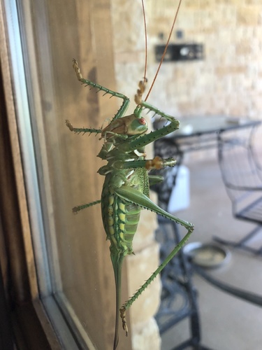 Greater Arid-land Katydid photo 3