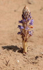 Orobanche coerulescens